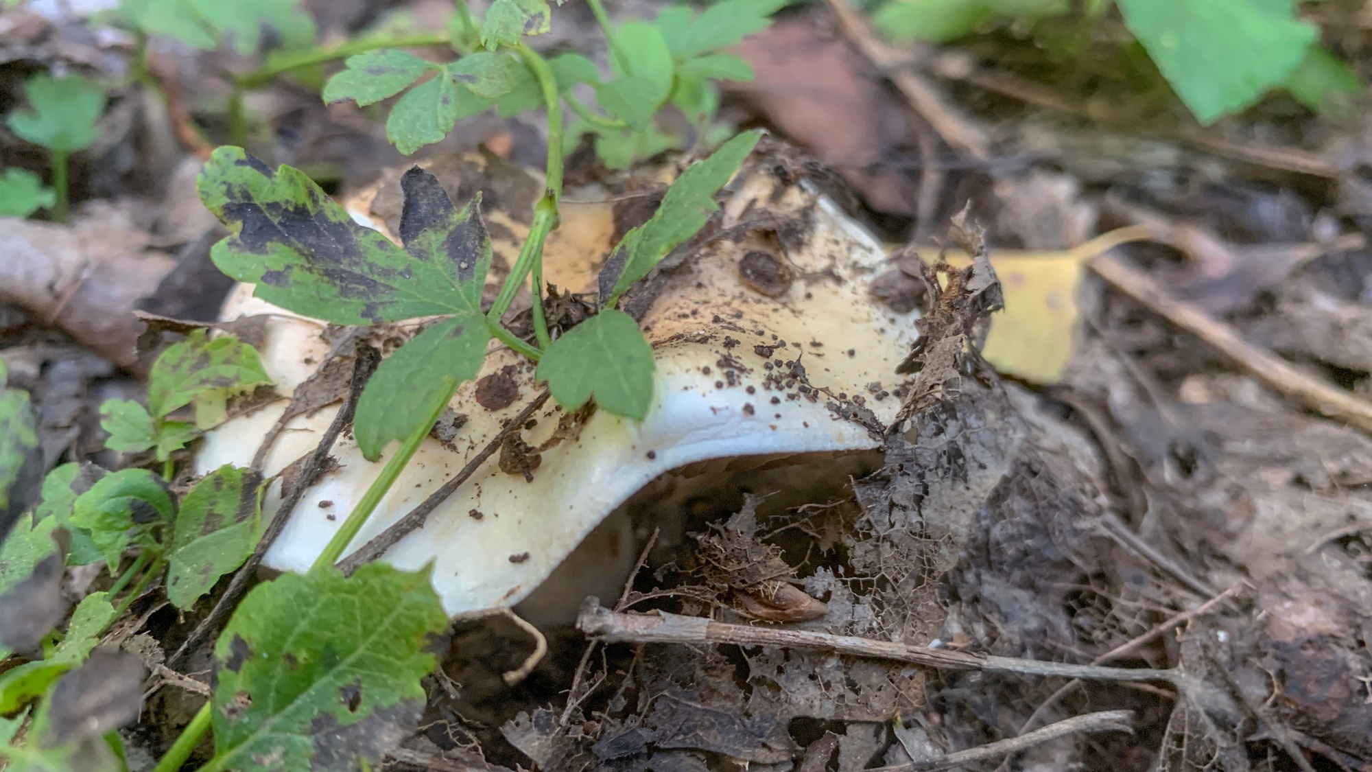 内蒙古呼伦贝尔草原上的白蘑,比牛羊肉还珍贵,游客大多没有见过